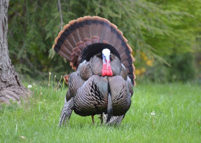 a-large-wild-north-american-colorful-turkey-fannin