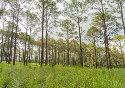 lush-green-trees-in-tropical-forest-nature-landsc