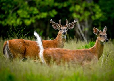 white-tailed-deer-standing-in-a-meadow-of-lush-gre